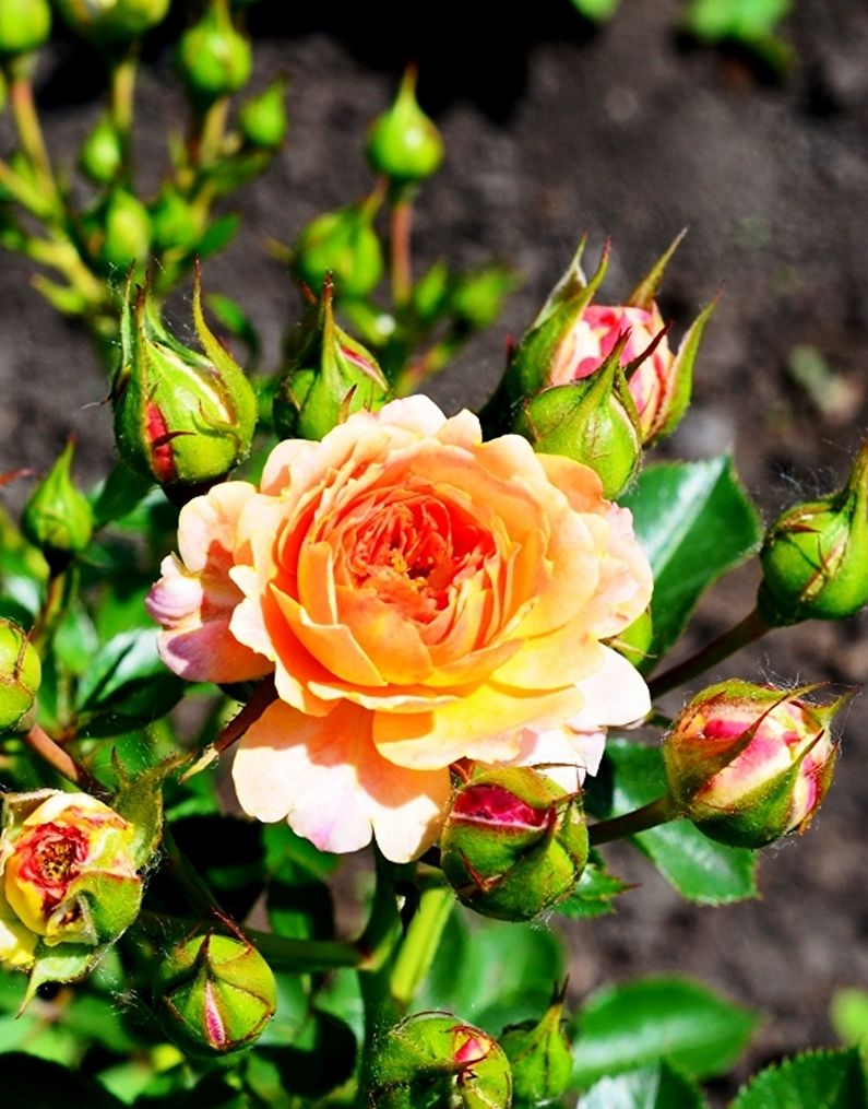 Rose Floribunda - larawan