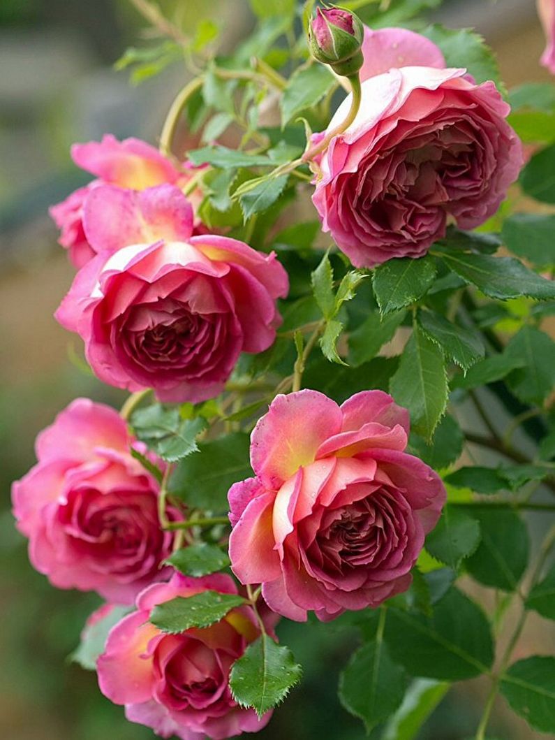Rose Floribunda - photo