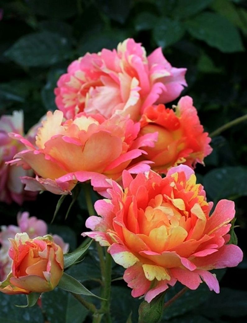 Roze Floribunda - foto