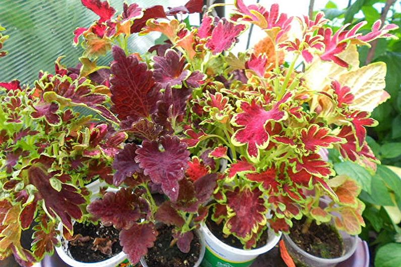 Butterfly ng Coleus