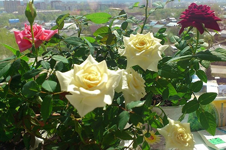 Indoor Rose - Pangkalahatang Mga Tampok