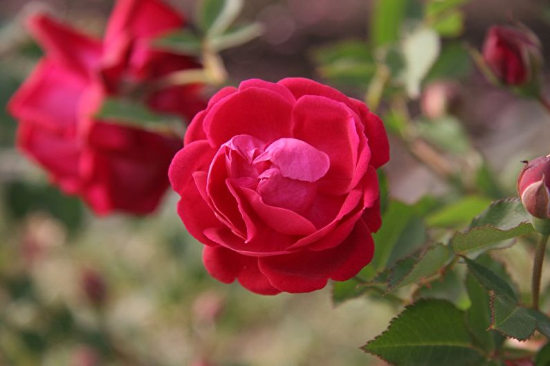 Rose du Bengale