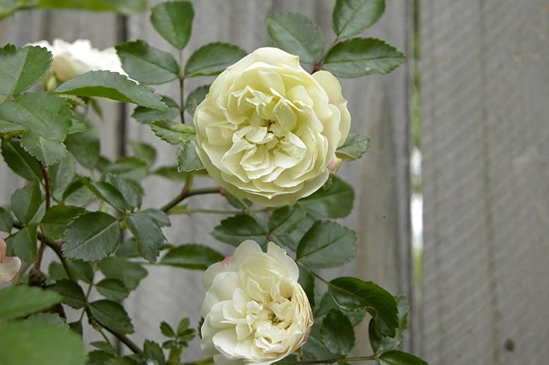 Polyanthus ruža