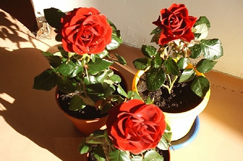 Indoor Rose - Pangangalaga