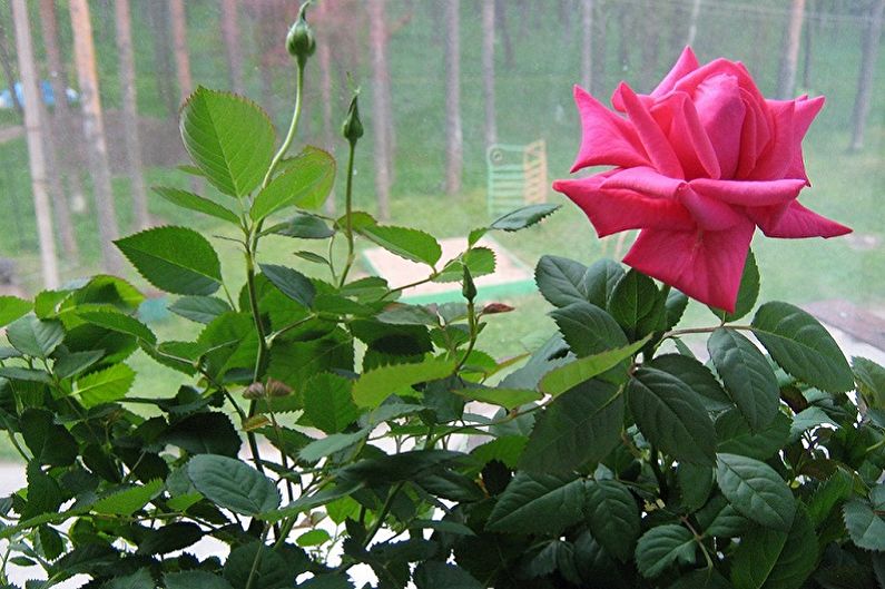 Vidinė rožė - nuotrauka