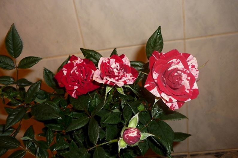 Beltéri rózsa - fénykép