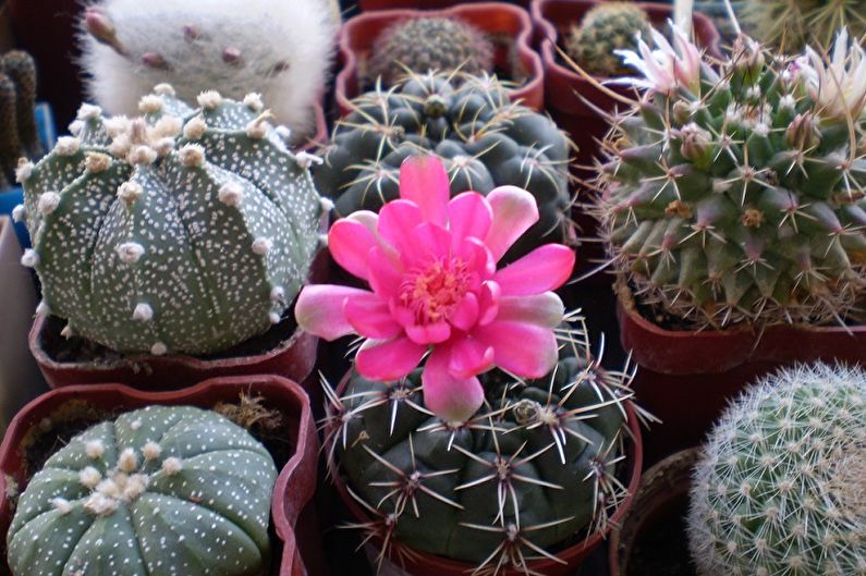 Domáce kaktusy - všeobecné vlastnosti