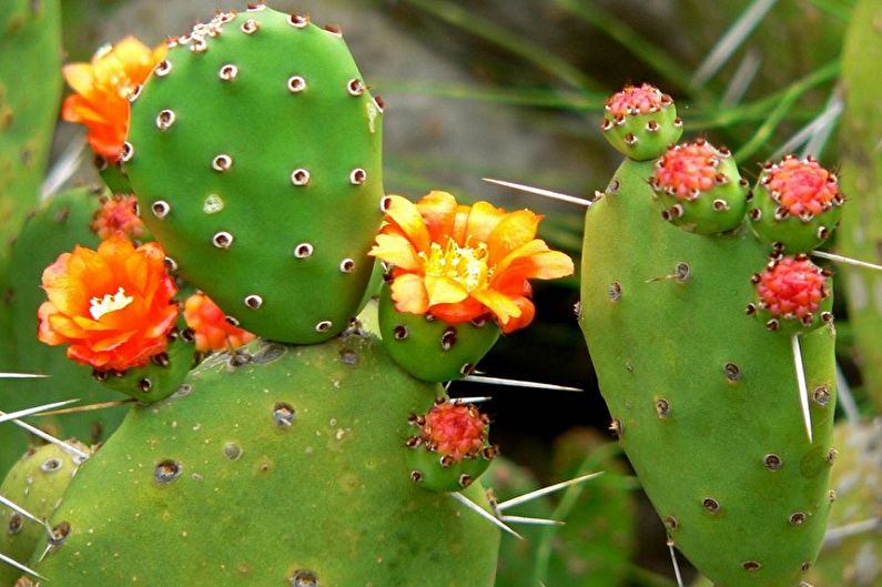 Cacti buatan sendiri - Opuntia