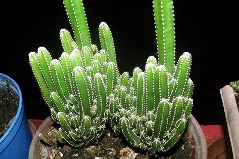 Hjemmelaget kaktus - Cereus