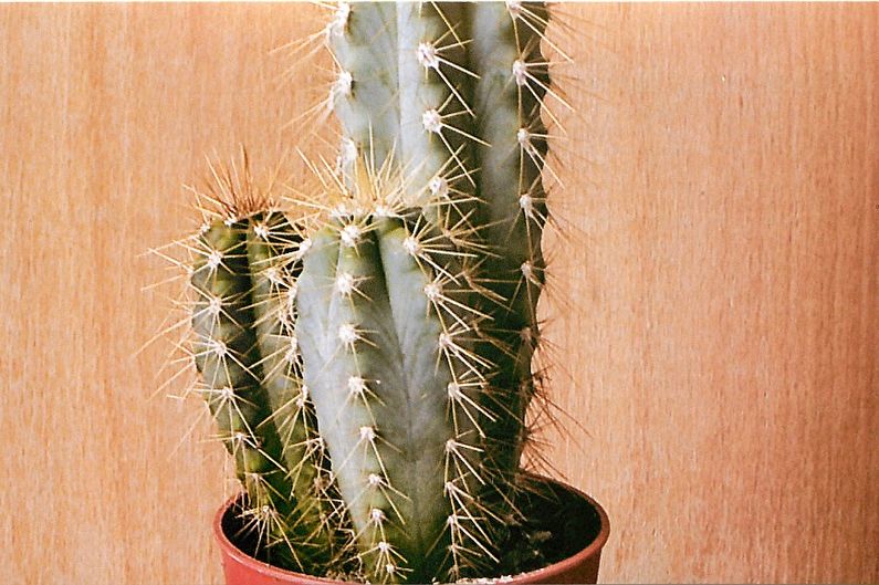 Hjemmelaget kaktus - Trichocereus
