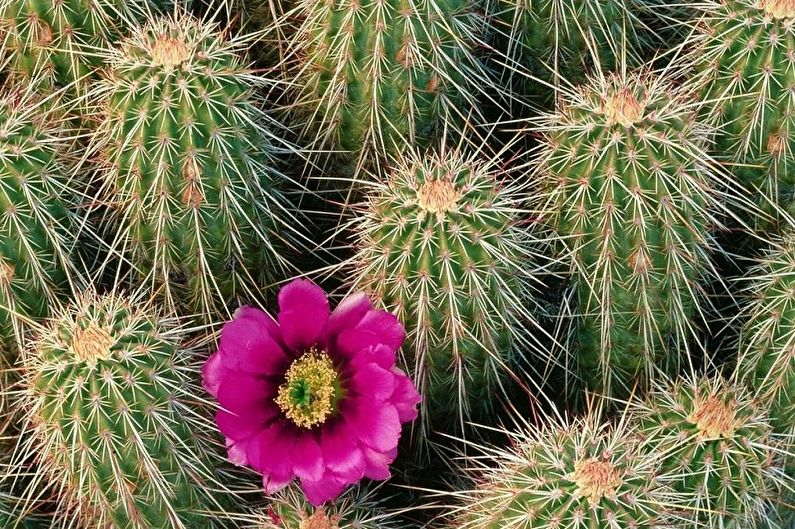 Cactus faits maison - Echinocereus
