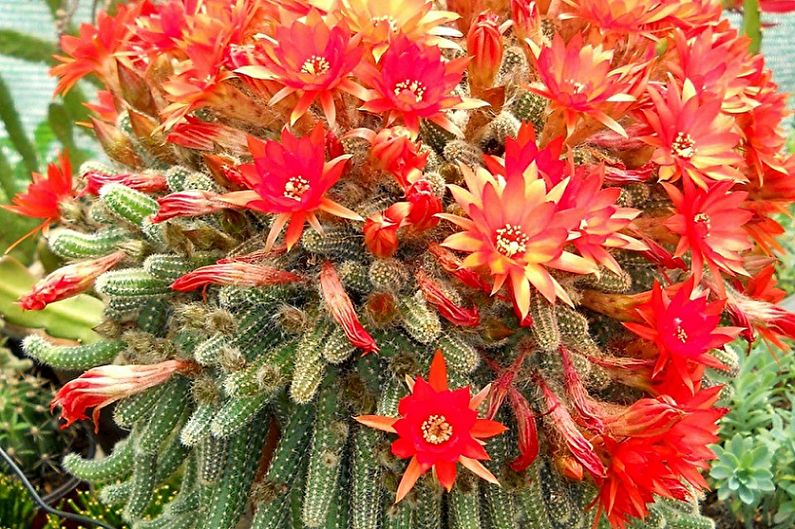 Cacti buatan sendiri - Chametereus Silvestri