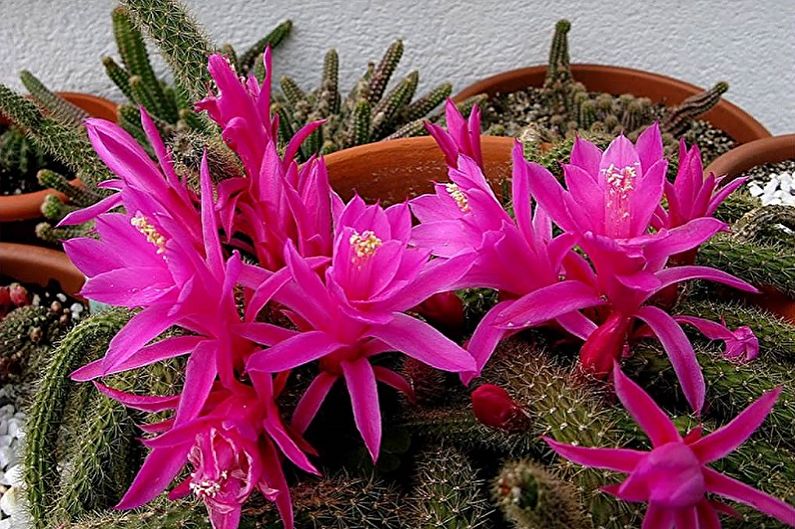 Cactus faits maison - Aporocactus