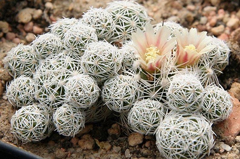 Cactus faits maison - Mammillaria