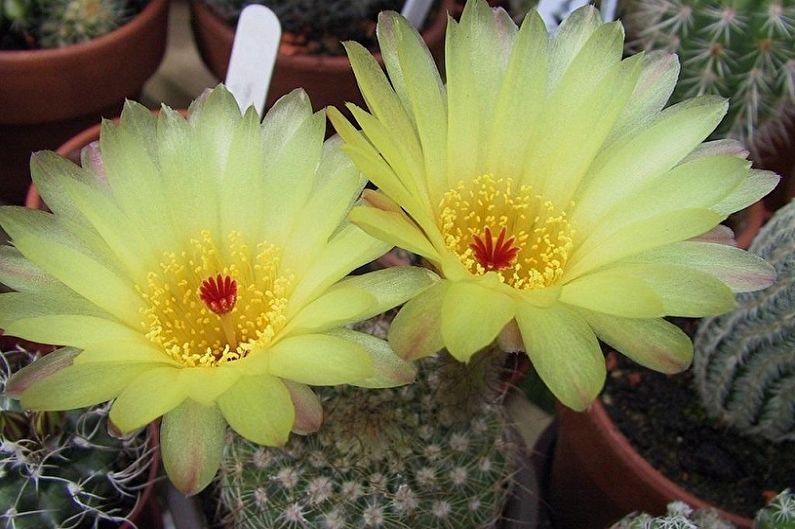 Cactus caseros - Notocactus
