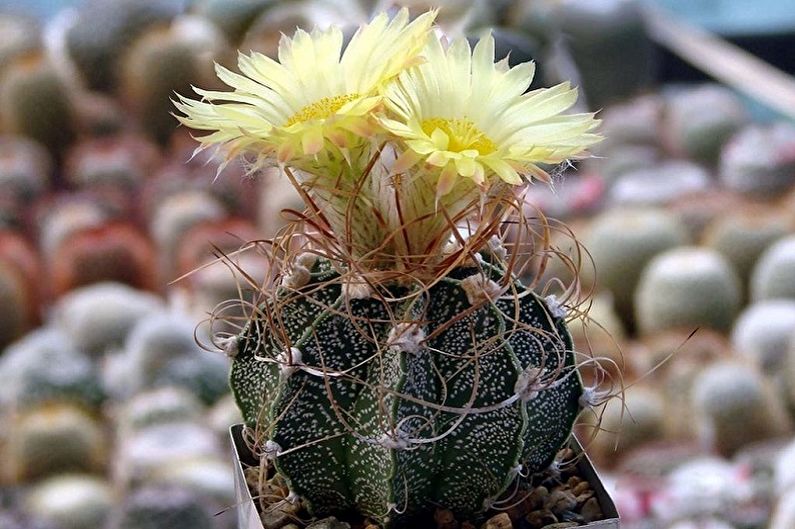 Mājas kaktusi - Astrophytum