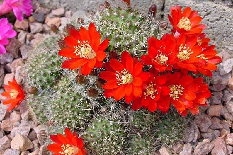 Hjemmelavet kaktus - Rebucia