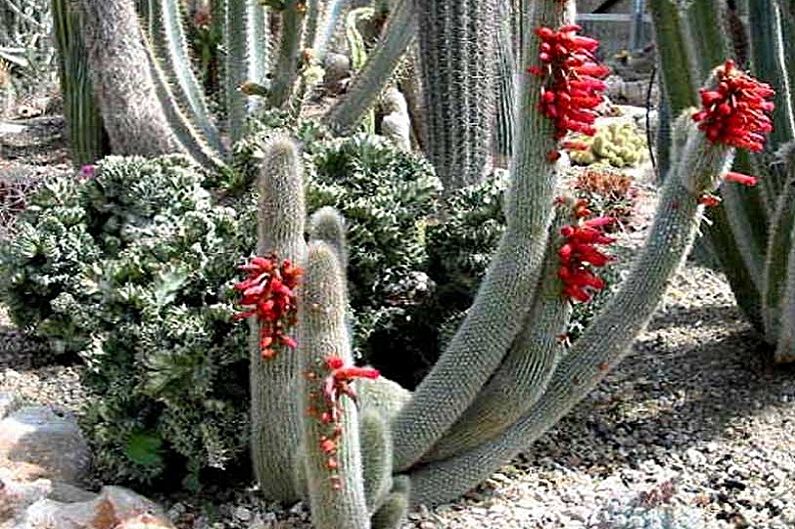 Cactus faits maison - Kleistocactus Strauss