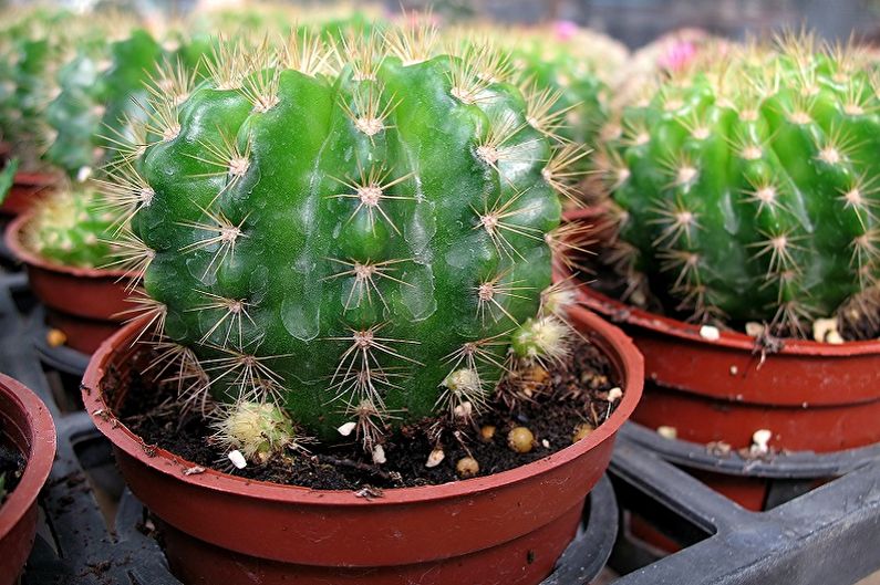 Home Cactus Care