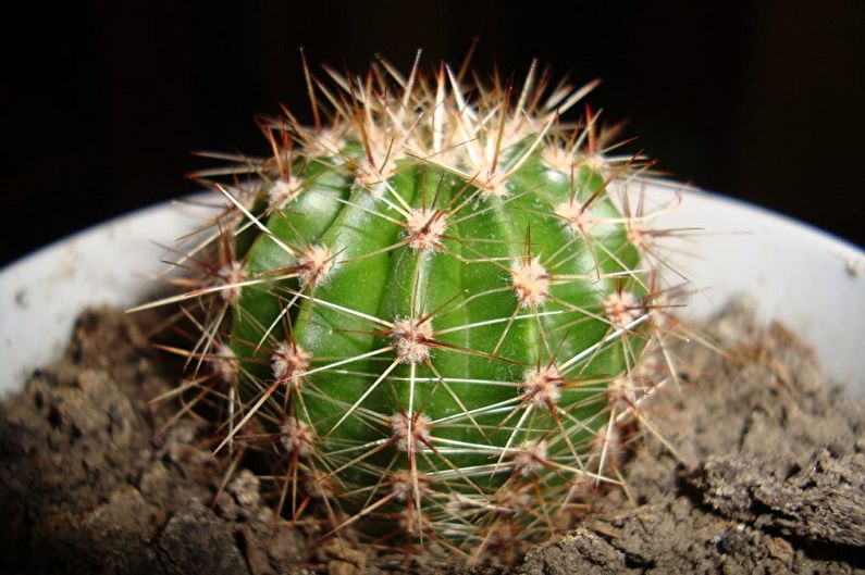 Otthoni kaktuszápolás