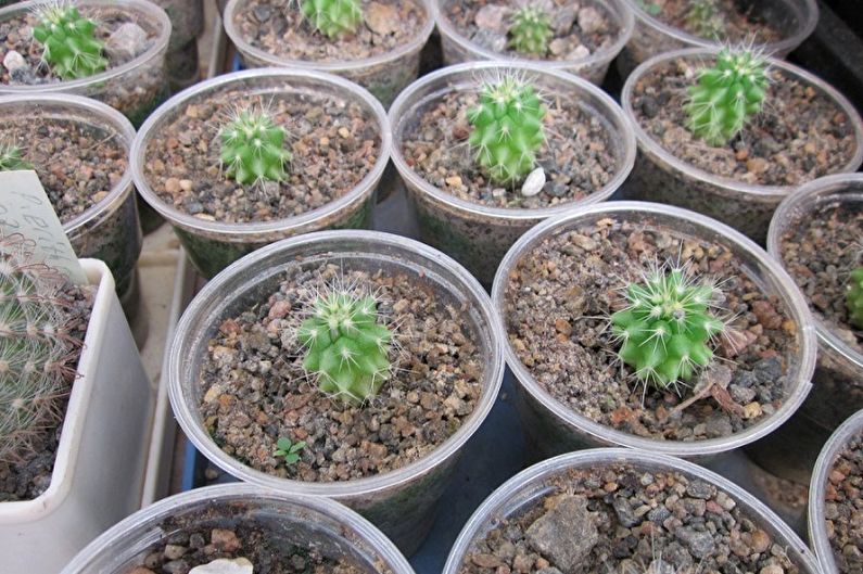 Homemade Cacti - Transplanting and Breeding