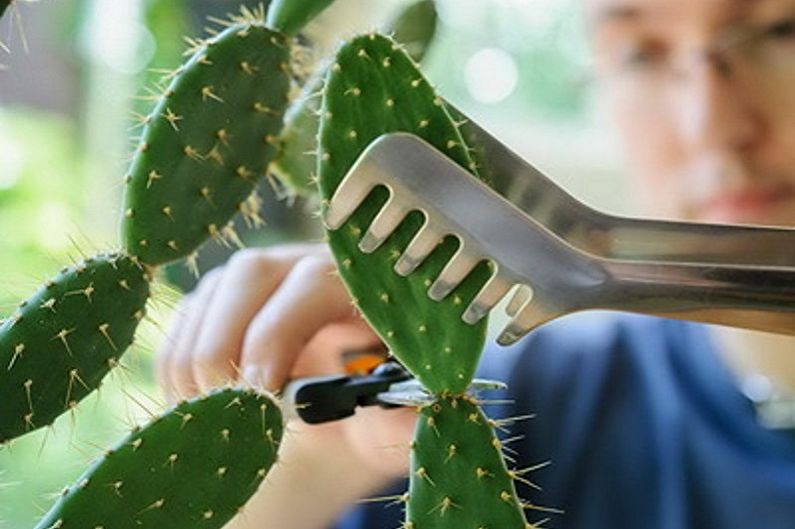 Homemade Cacti - การย้ายและการผสมพันธุ์