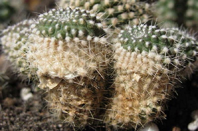 Domáce kaktusy - ničenie škodcov a chorôb