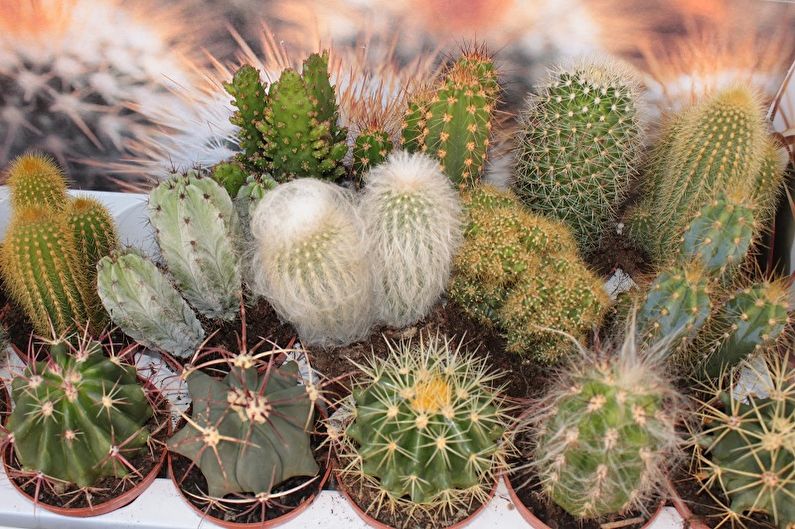 Domowe kaktusy - Zdjęcie