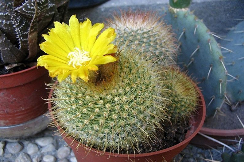 Hjemmelavet kaktus - Foto