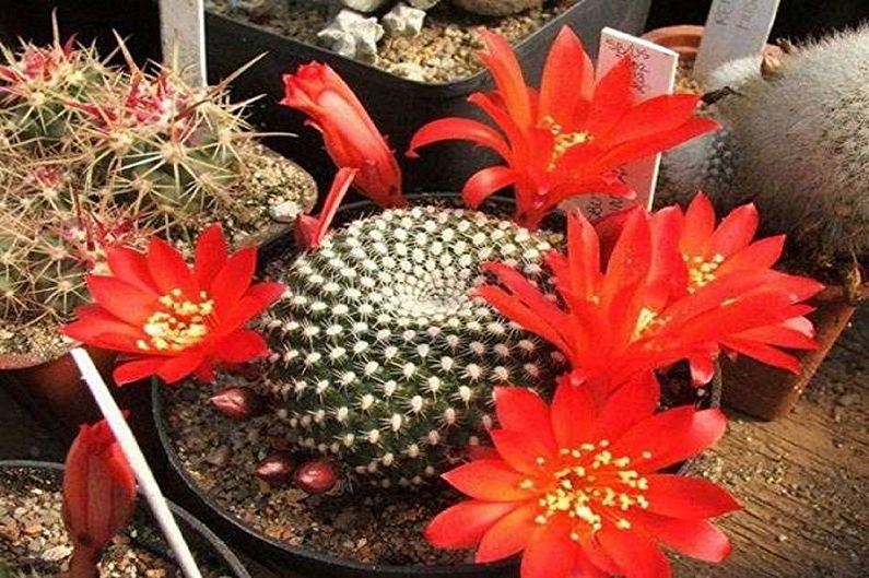 Hjemmelaget kaktus - Foto