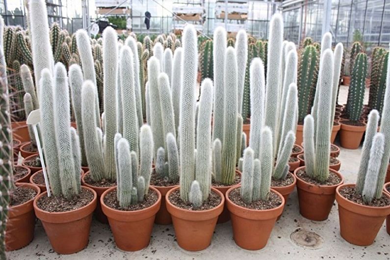 Cactus caseros - Foto
