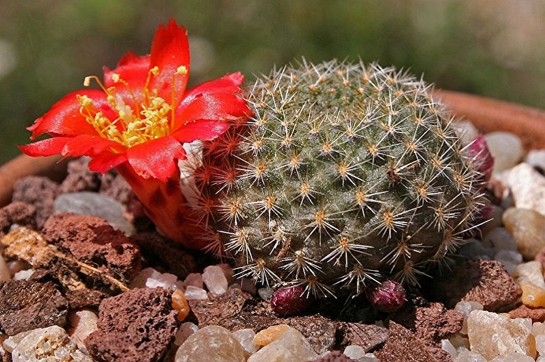 Cactus caseros - Foto