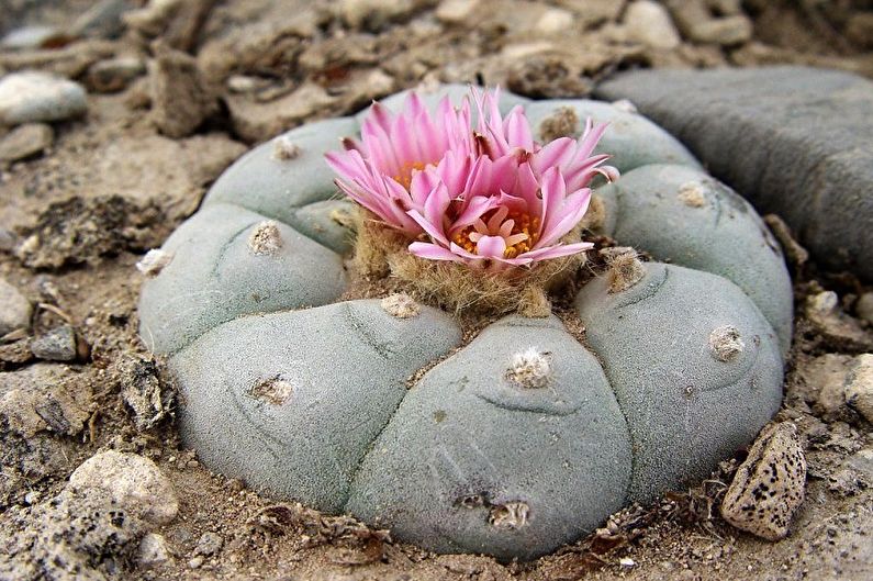 Hemlagad kaktus - Foto