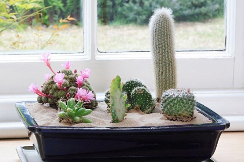 Cactus faits maison - Photo