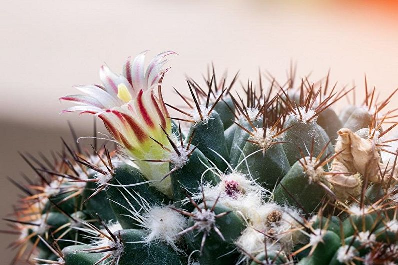 Házi kaktuszok - fénykép