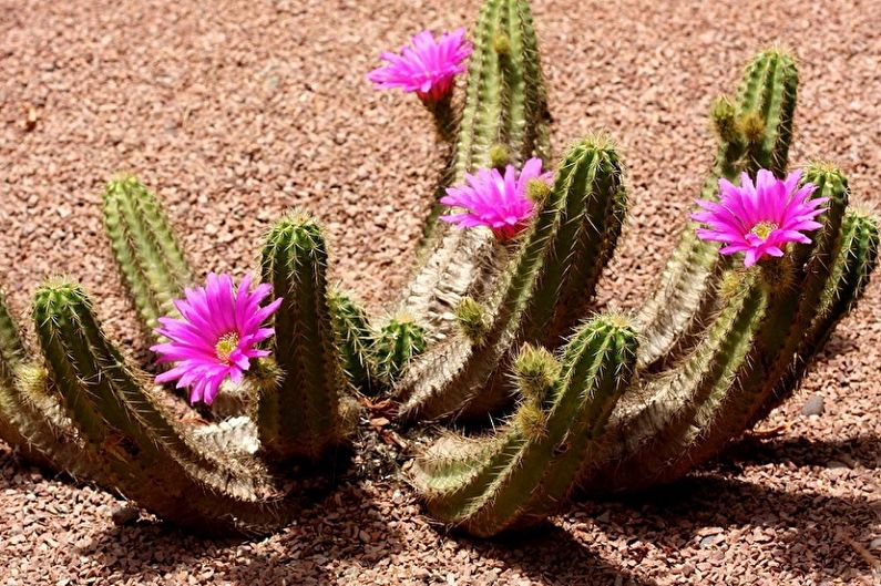 Homemade Cacti - ภาพถ่าย