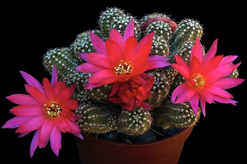 Homemade Cacti - Photo