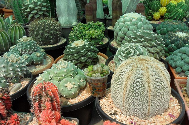 Domáce kaktusy - Foto