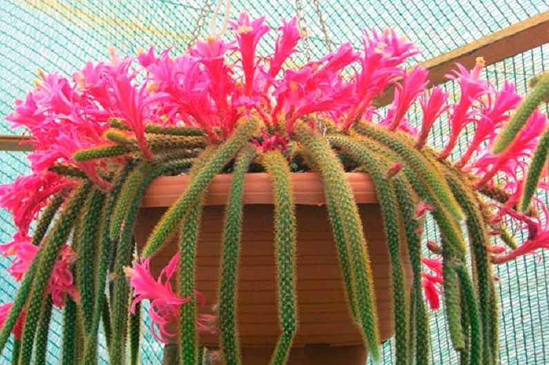 Hemlagad kaktus - Foto