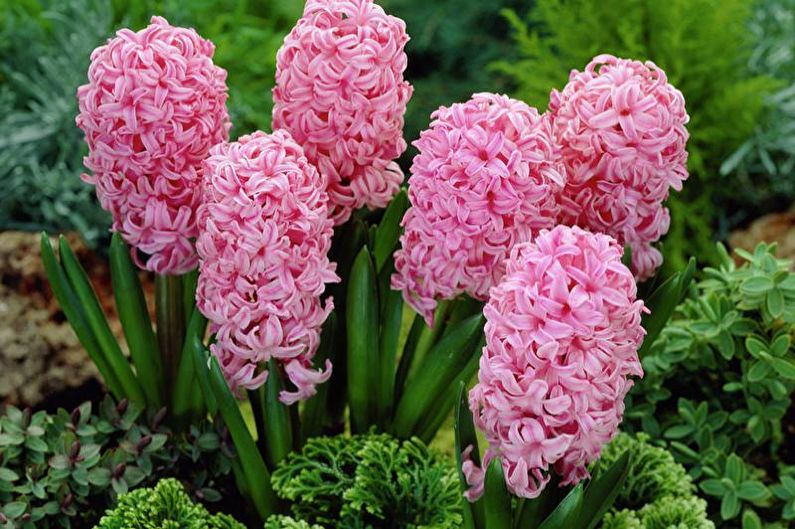 Hyacinth (60 photos): types and care