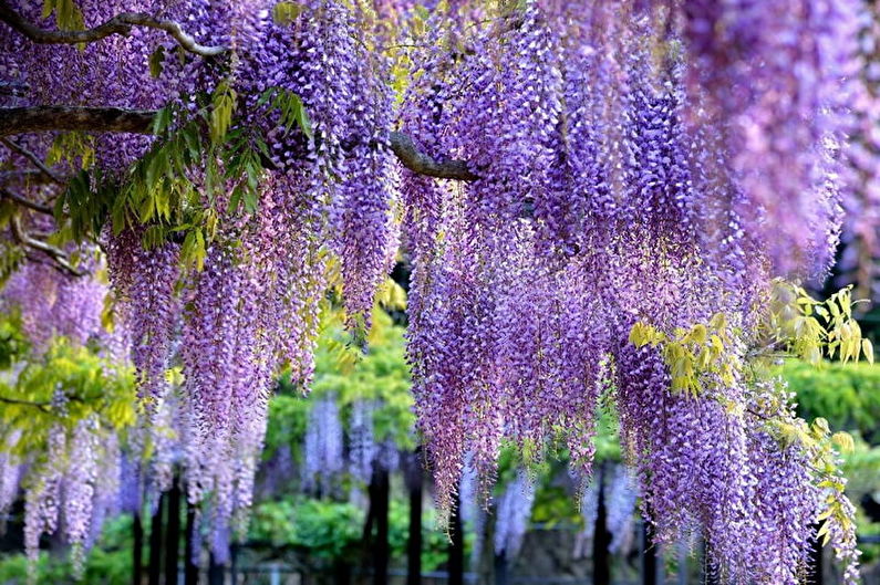 Wisteria (75 photos): types and care