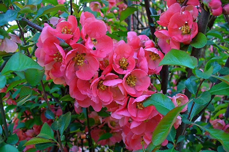 Japanese quince (90 mga larawan): paglilinang at pangangalaga