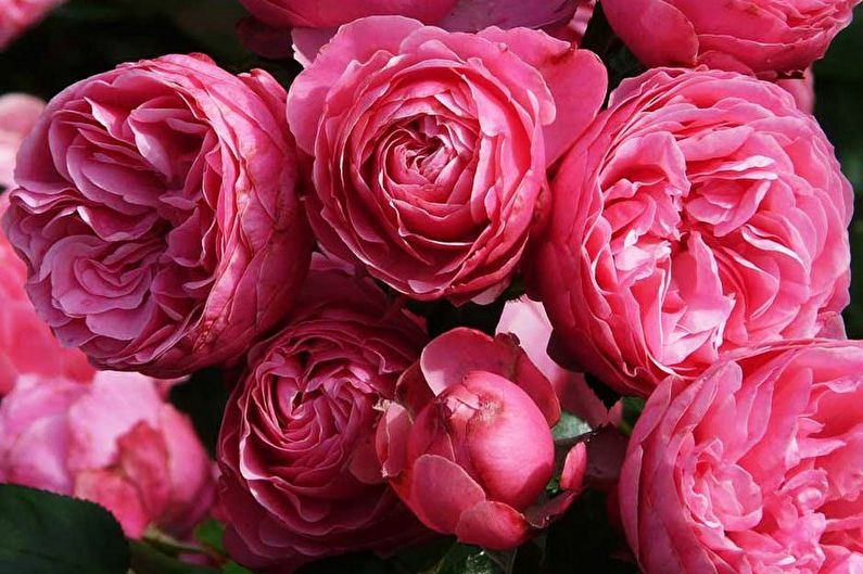 Rožė Floribunda (90 nuotraukų): tipai ir priežiūra