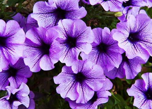 Petunia (65 photos): cultivation and care