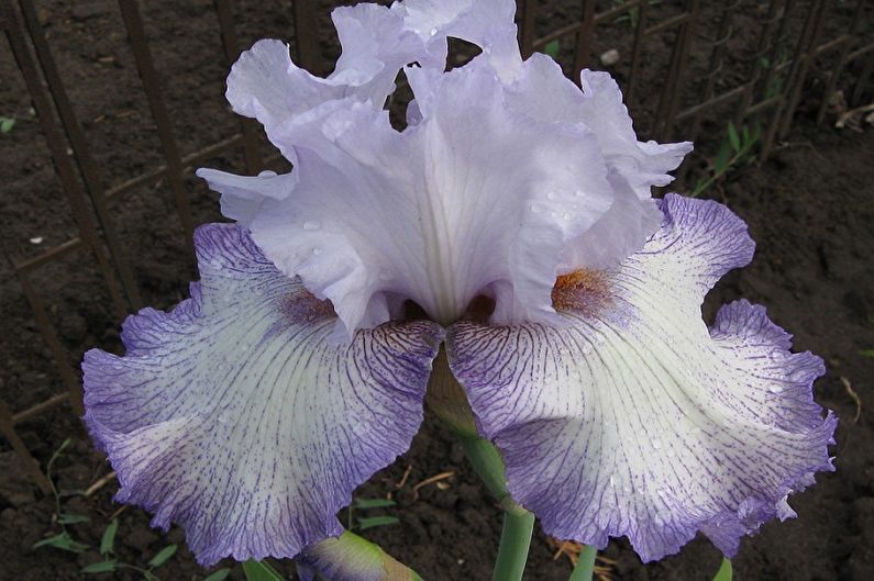 Iris barbudos