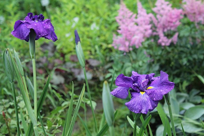 Non-bearded irises