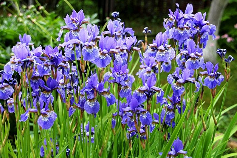 Icke-skäggiga iris