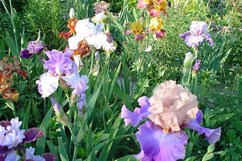 Irises - โคมไฟ