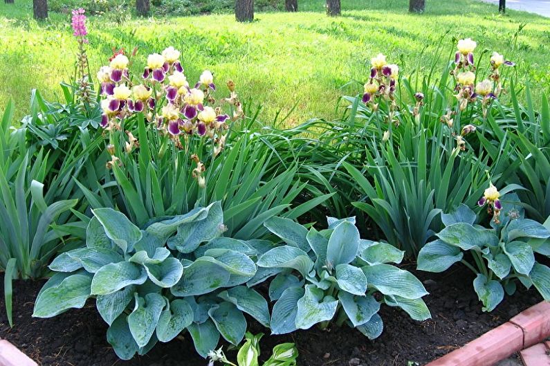 Irises - Temperatura