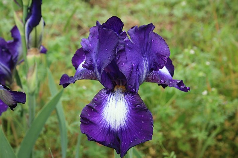 Irisai - drėgmė